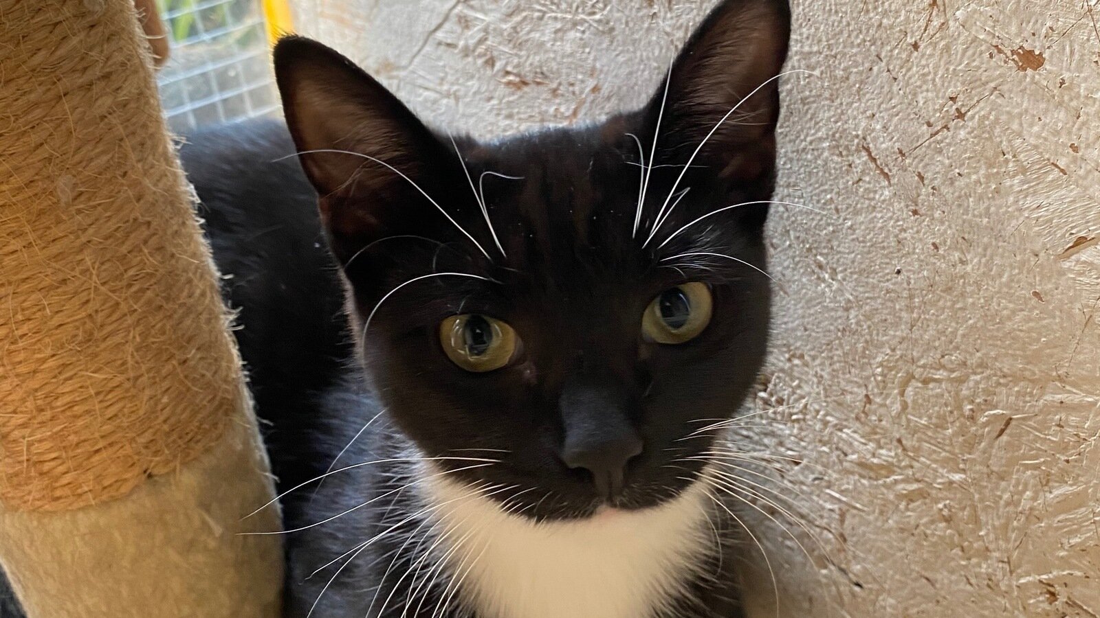 Petition · Justice for the Stolen and Abused Cat in Morecambe/Lancaster