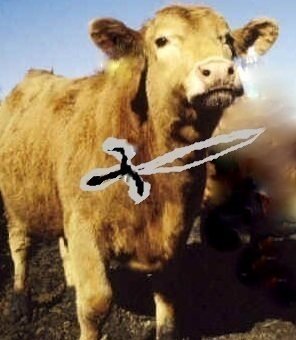 Petition Ban Non Stun Animal Slaughter United Kingdom Change Org