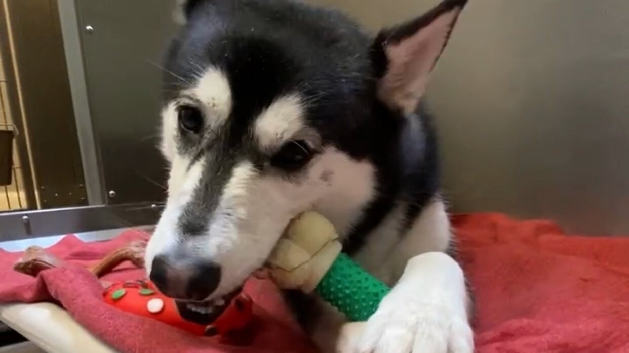 Petition · End Animal Shelter Euthanasia for healthy Dogs in Bay Area