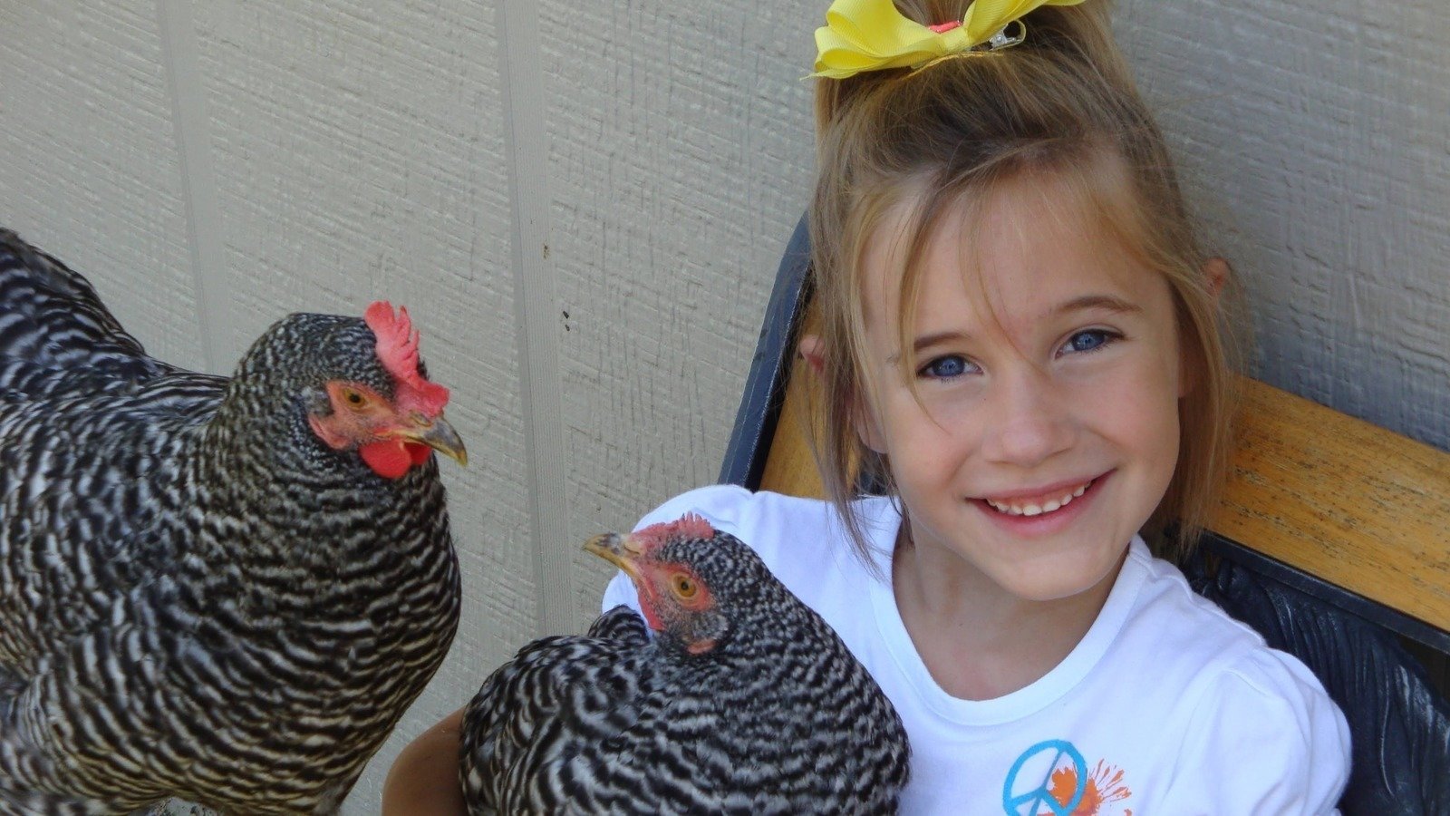 Petition · Allow chickens (HENS ONLY) within city limits Yutan