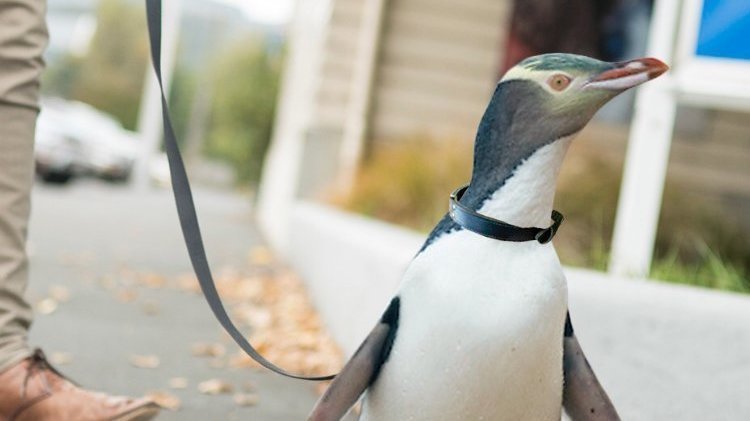 Is It Legal To Have A Pet Penguin