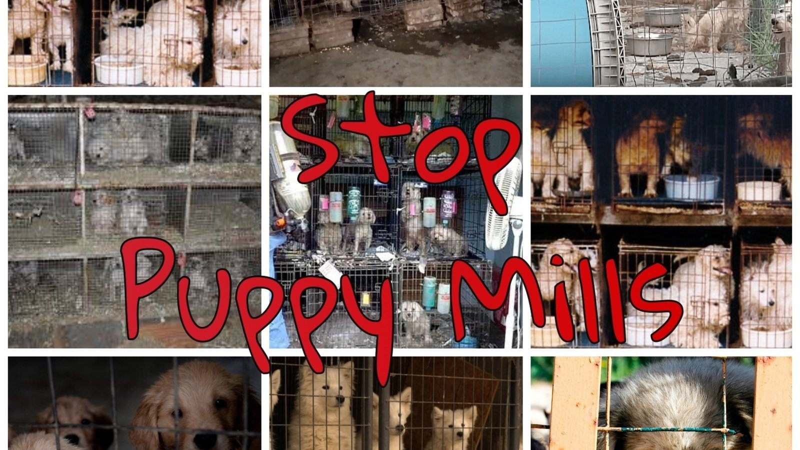 Petition · Stop Puppy Mills ·