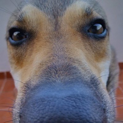 ChangeOrg profile picture for @iago