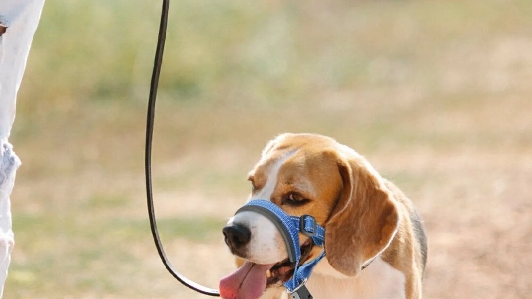 Petition · STOP DOG ATTACKS IN PUBLIC PLACES . All dogs to be on leash