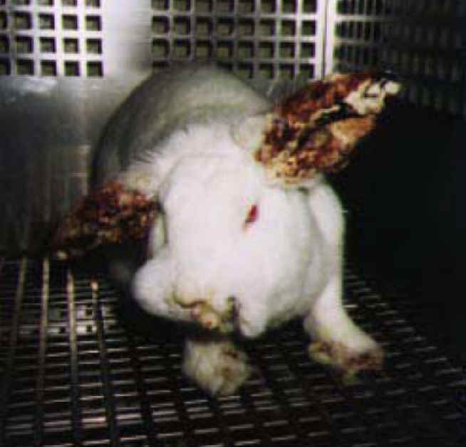 Petition · Stop Animal Experimentation! · Change.org