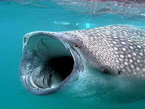 Petition · Against Whale Sharks In Captivity - United States · Change.org