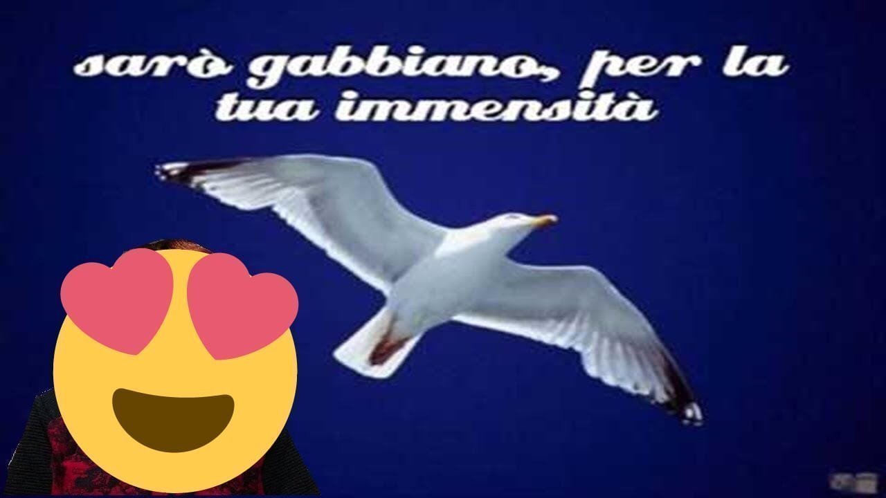 Il Povero Gabbiano Ha Perduto La Compagna