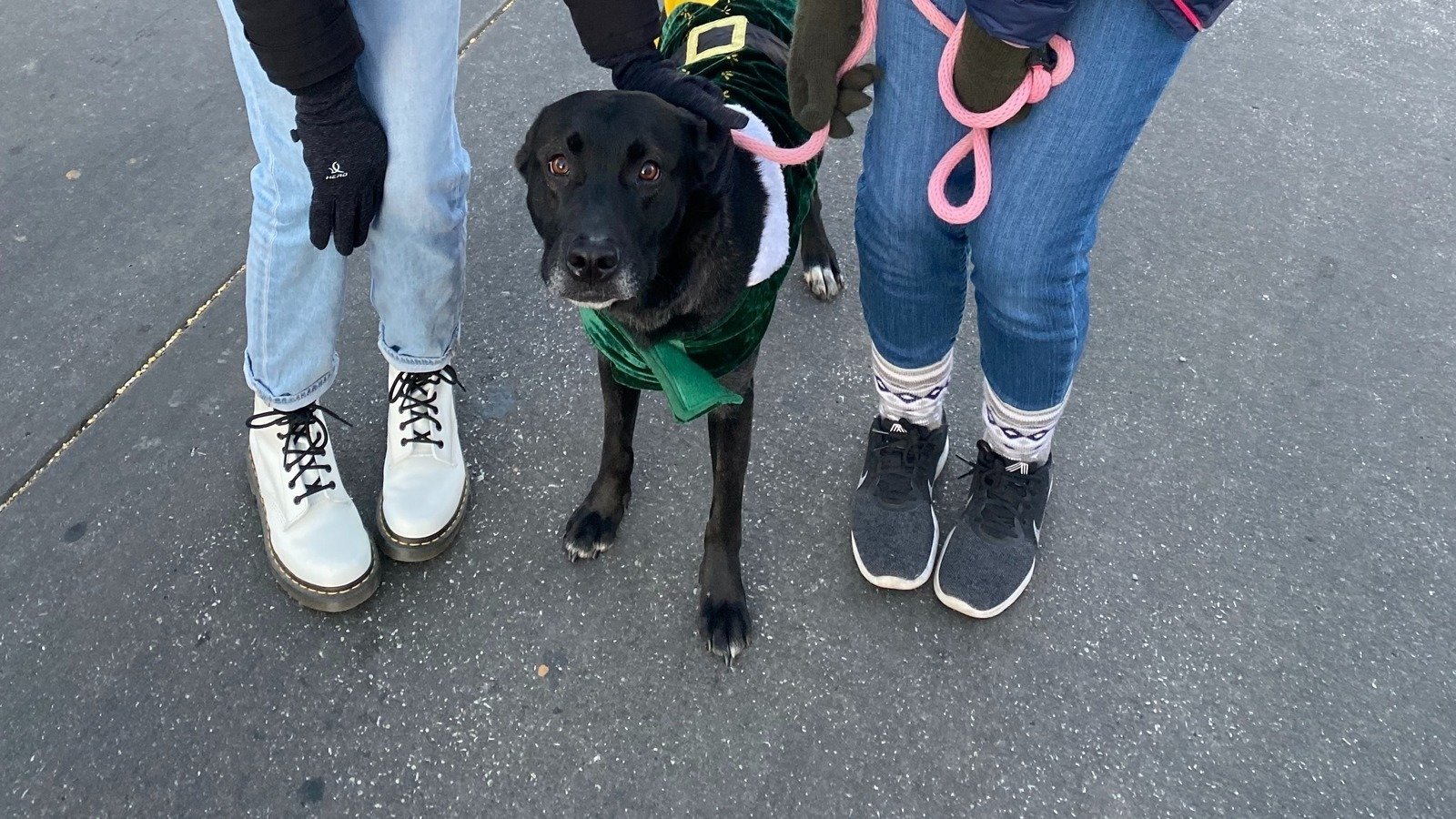 Petition · STOP ALL KILL SHELTERS LIKE A SHELTER PUT DOWN MY FRIEND DOG