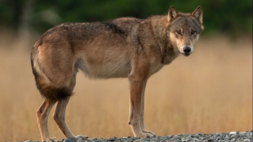 Petition · Stop the Killing of Wolves - Canada · Change.org