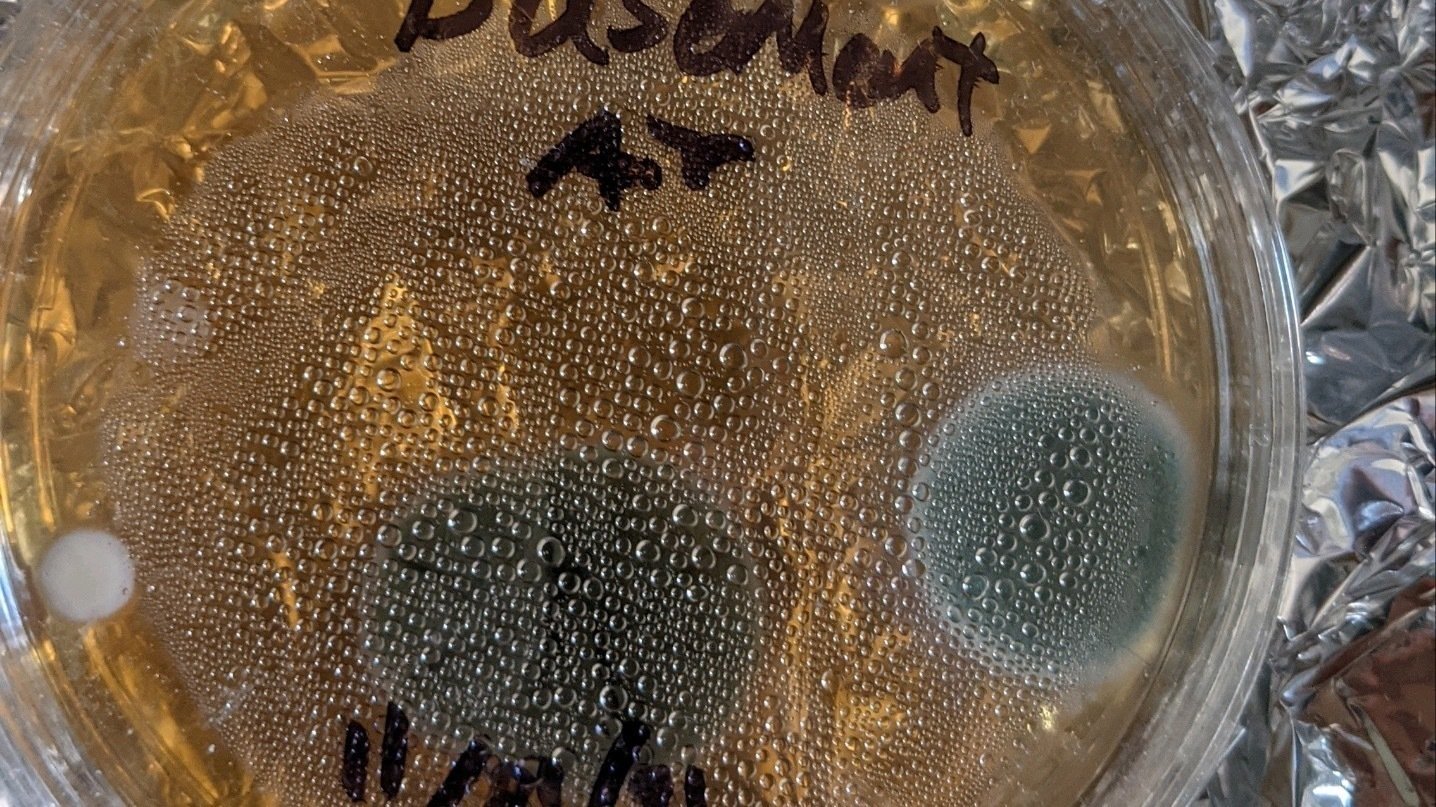 Petition · Protect NY state Tenants with Comprehensive Mold Laws