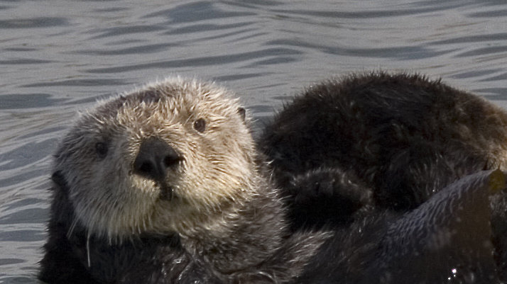 Petition · Save and Protect Sea Otters - United States · Change.org