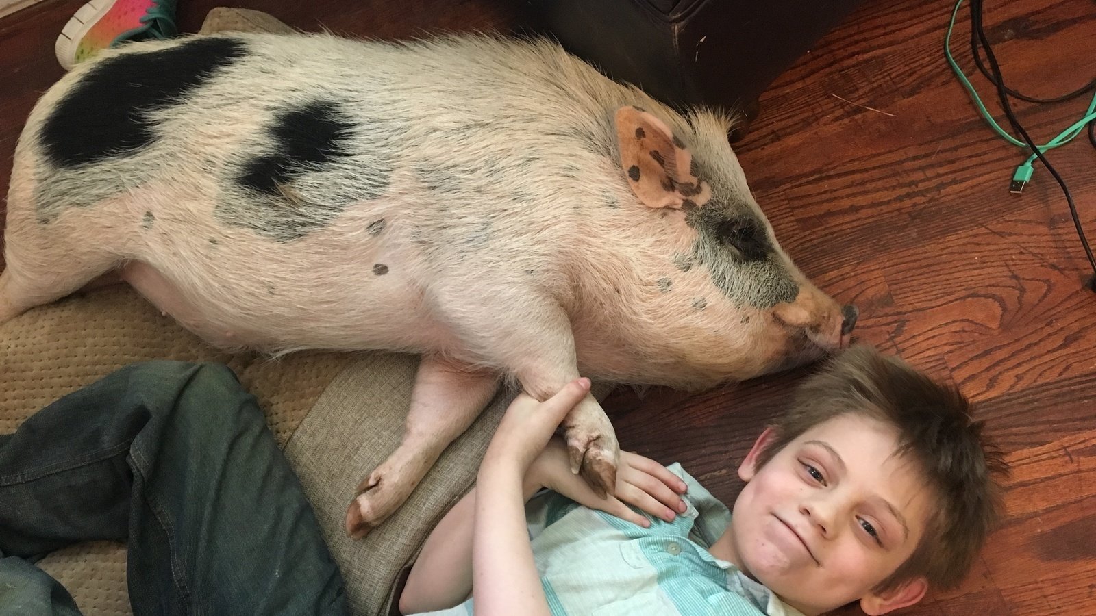 Petition · Classify Miniature Pigs as Domestic Pets Round Rock