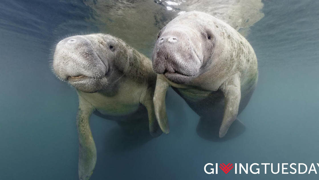 Petition update · 500 manatees dead this year. You can help. · Change