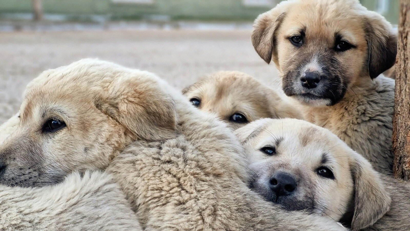 Petition · Ban fur farming globally - United States · Change.org