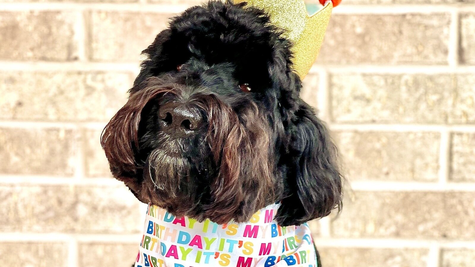 Petition · Allow NonService Pets in Cabin on All Flights Once or Twice