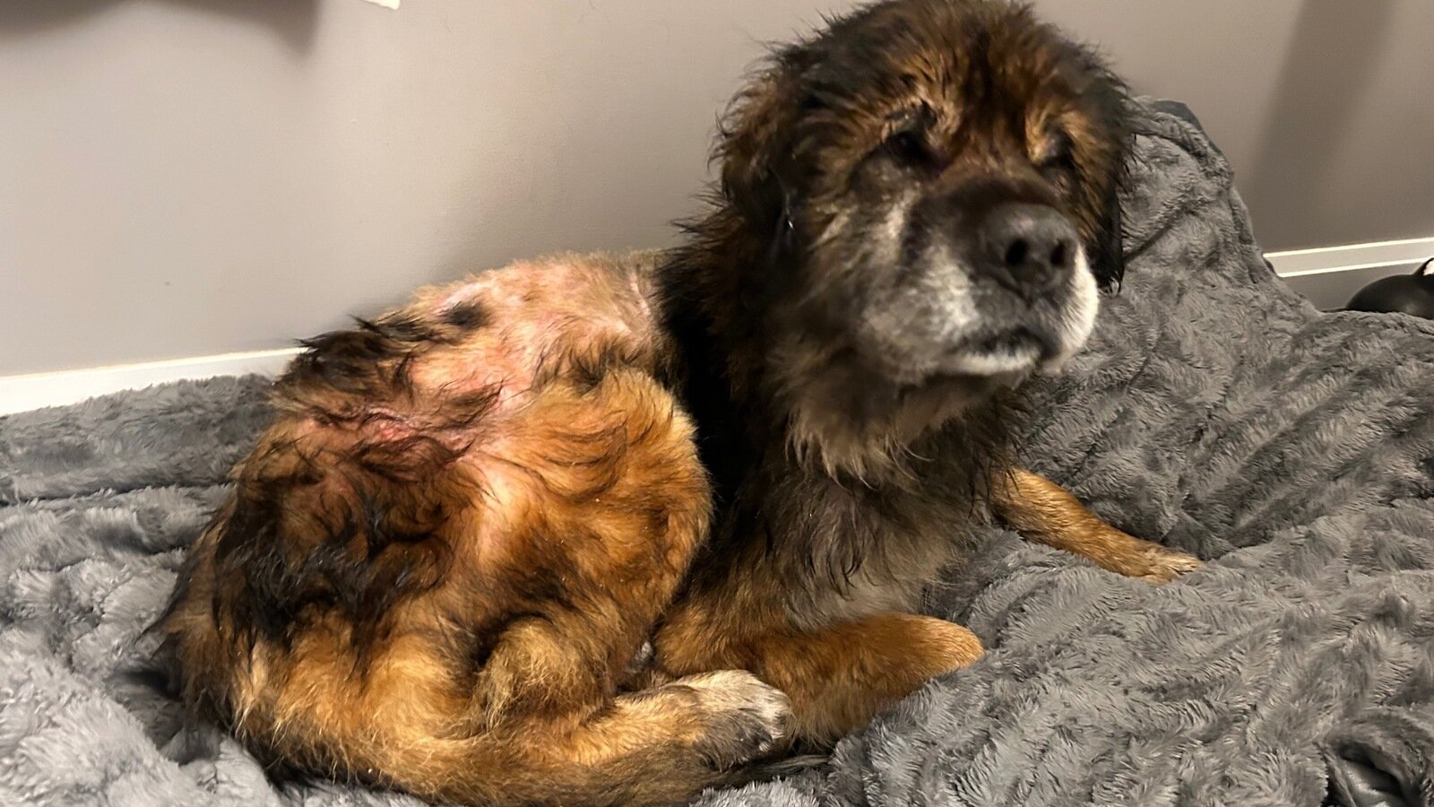 Petition · Ban the use of shock collars in Canada Canada ·