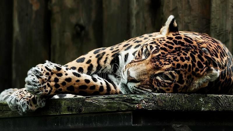 Petition Save The Amur Leopard Change