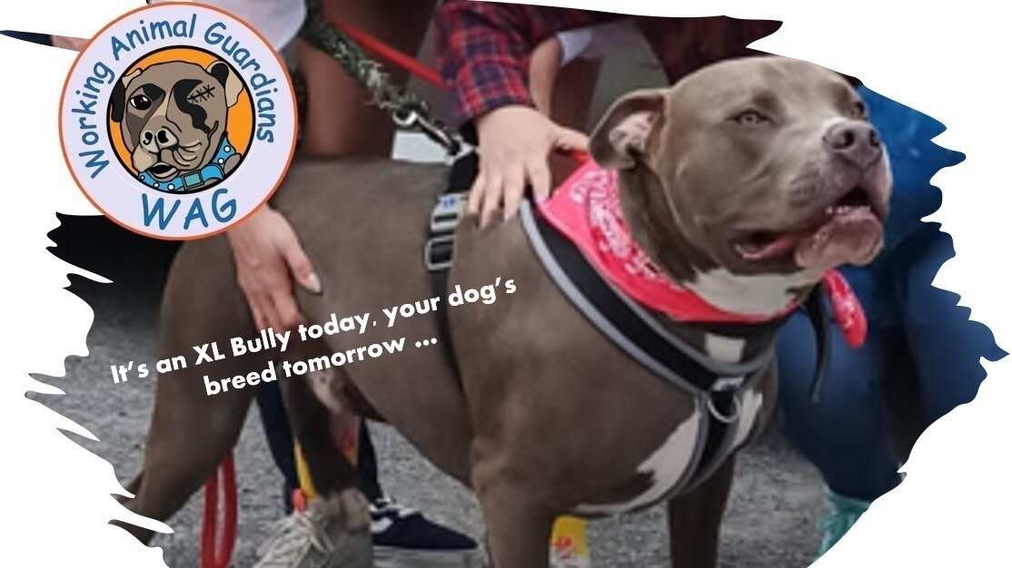 Petition · XL Bully dogs in Ireland BAN THE BACKSTREET BREEDING, NOT