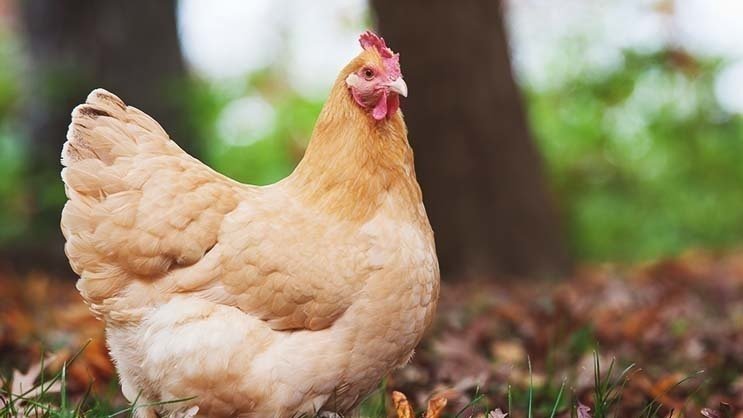 Petition Allow Chickens To Be Kept In The City Of Niagara Falls Ny Change Org