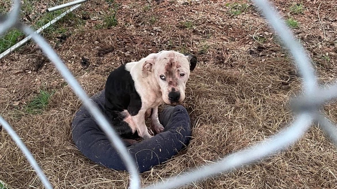 Petition · Create an animal shelter for Lamar County United States