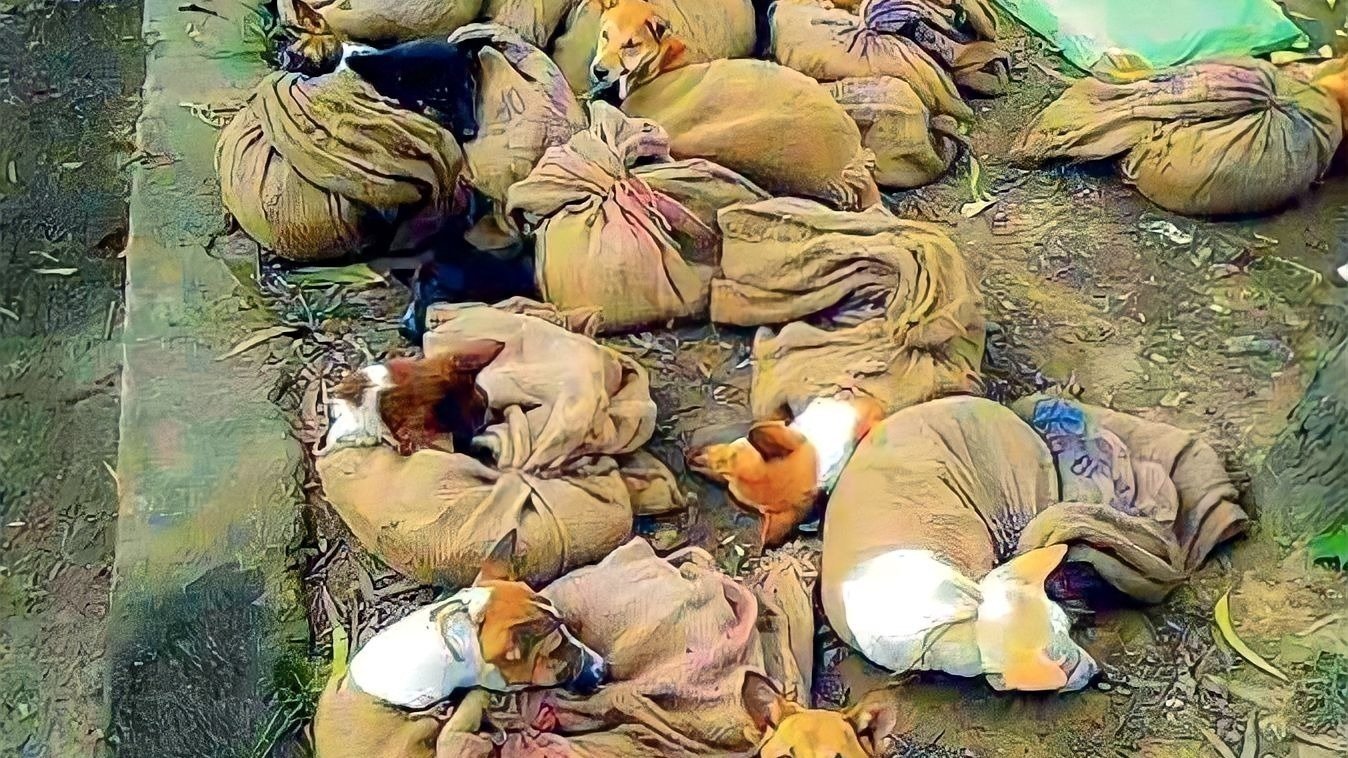 Petition · JOIN THE FIGHT! Help us to shut down the horrific dog meat trade in Philippines