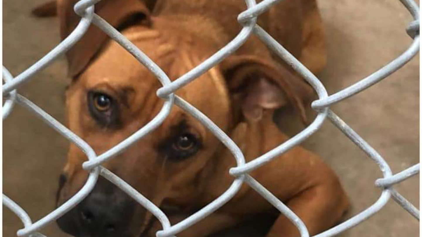Petition · Mandatory law to spay and neuter pets to decrease