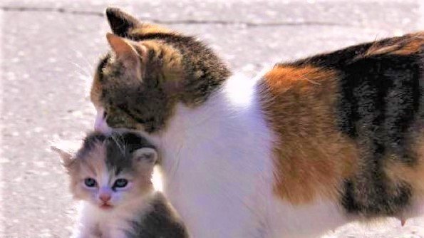 Petition Peine De Mort Pour Les Chats D Avord Change Org