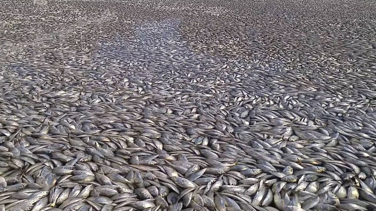 Petition · Decreased Rights for Fish - Australia · Change.org