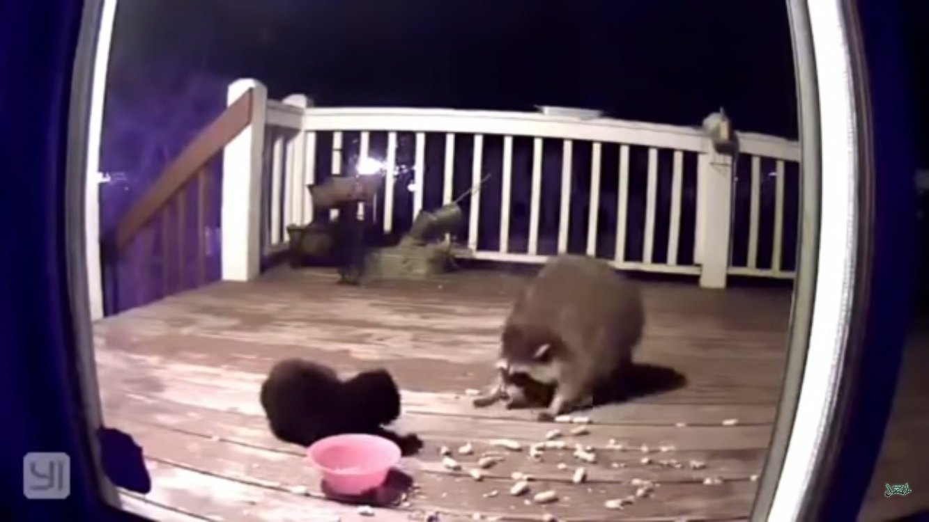 Petition · Raccoon chasing a sport ·