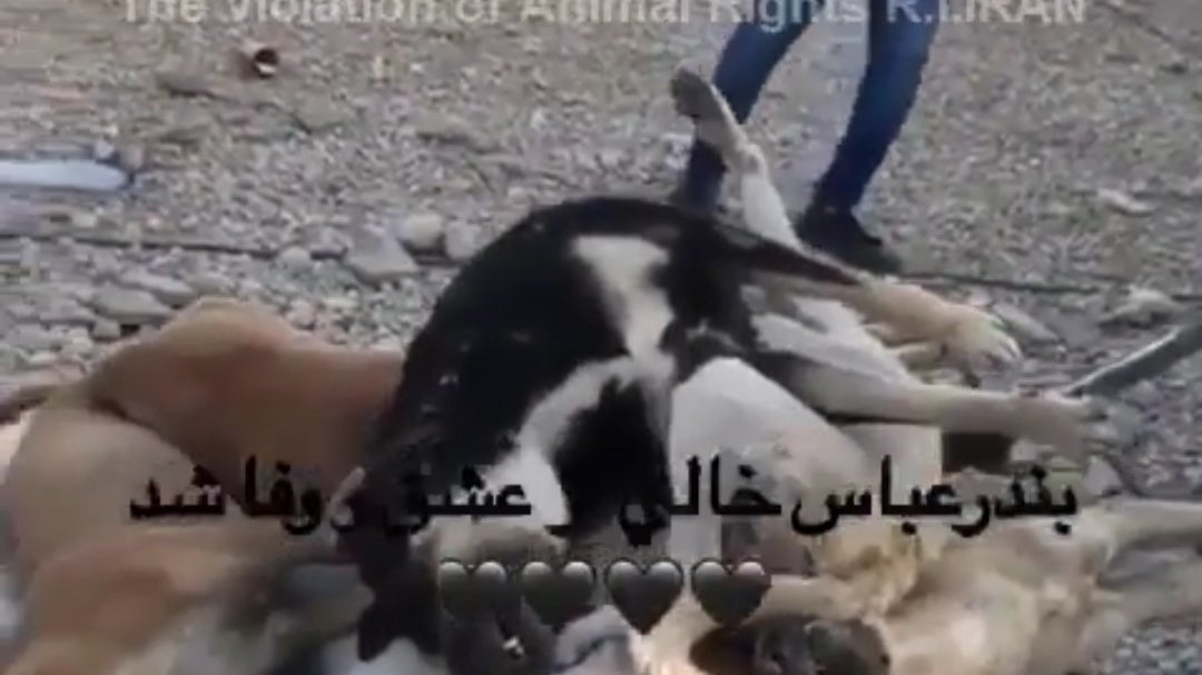 Petition · To stop cruelty against street dogs in Iran. ·
