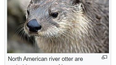 Petition · Educate North American River Otters on the Fundamentals of