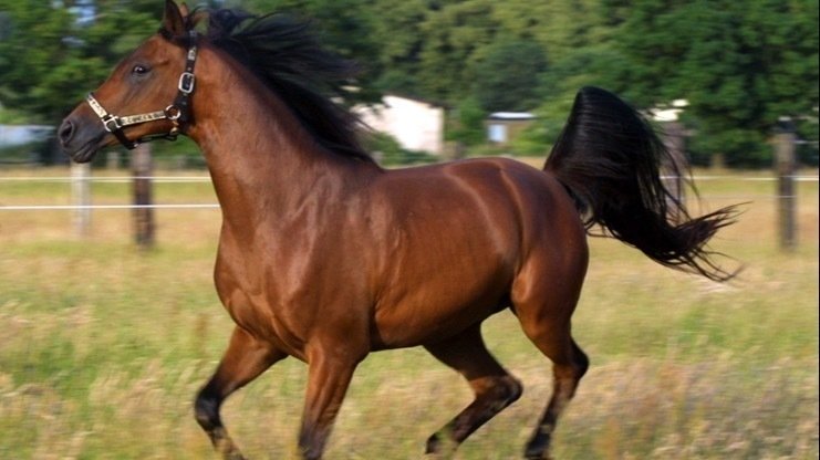 Петиция · Законодательно запретить прокатный бизнес на лошадях в центре ...