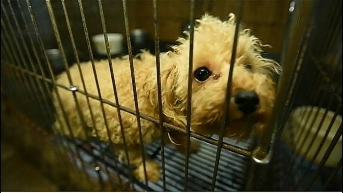 Petition · Regulate Small Animal Breeding United States ·