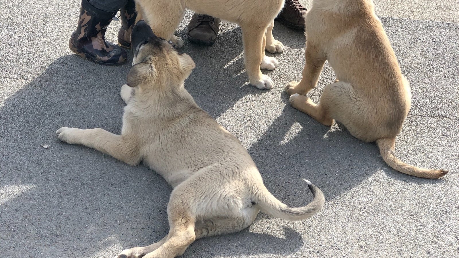 Kampanya · Köpeklerin yeri sokaklar değildir! Kalıcı çözümler istiyoruz