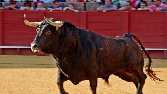Petition · End bull fighting · Petition · End bull fighting ·