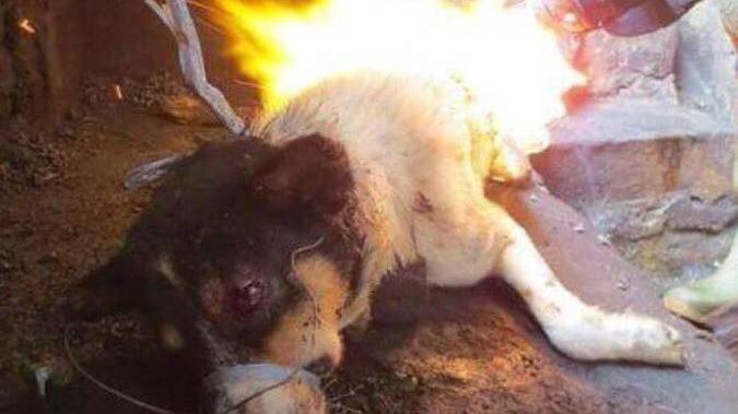 Image result for yulin dog meat festival