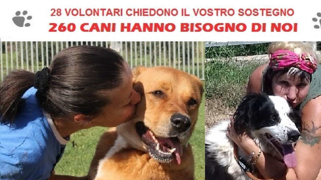 17 Anni Di Un Cane A Quanto Corrispondono