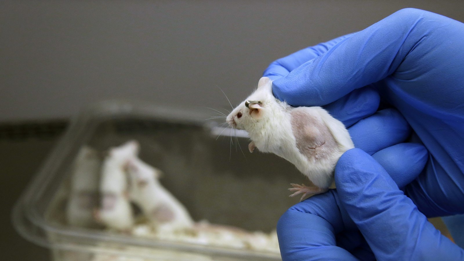 Petition · Ban Animal Testing on Cosmetic Products United States ·