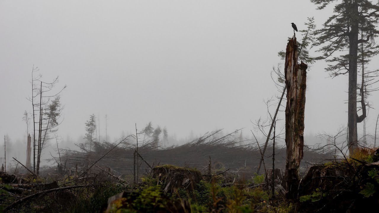 Petition · Prevent clearcut logging on Yakutat, Alaska Tlingit ancestral homelands Yakutat