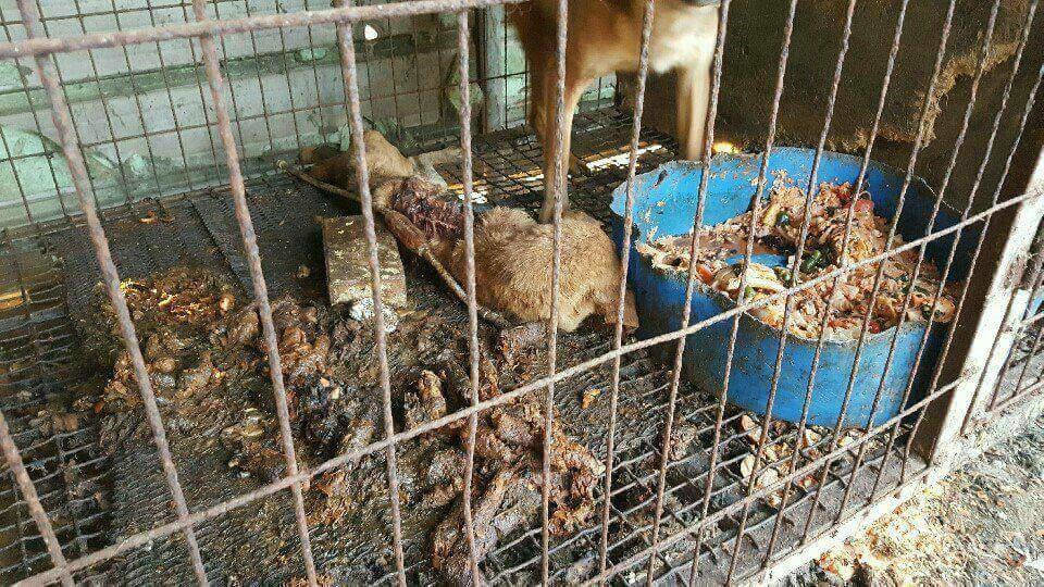 Petition Update Call For Action Appeal To Samsung To Help Stop Dog Meat Cruelty In South 