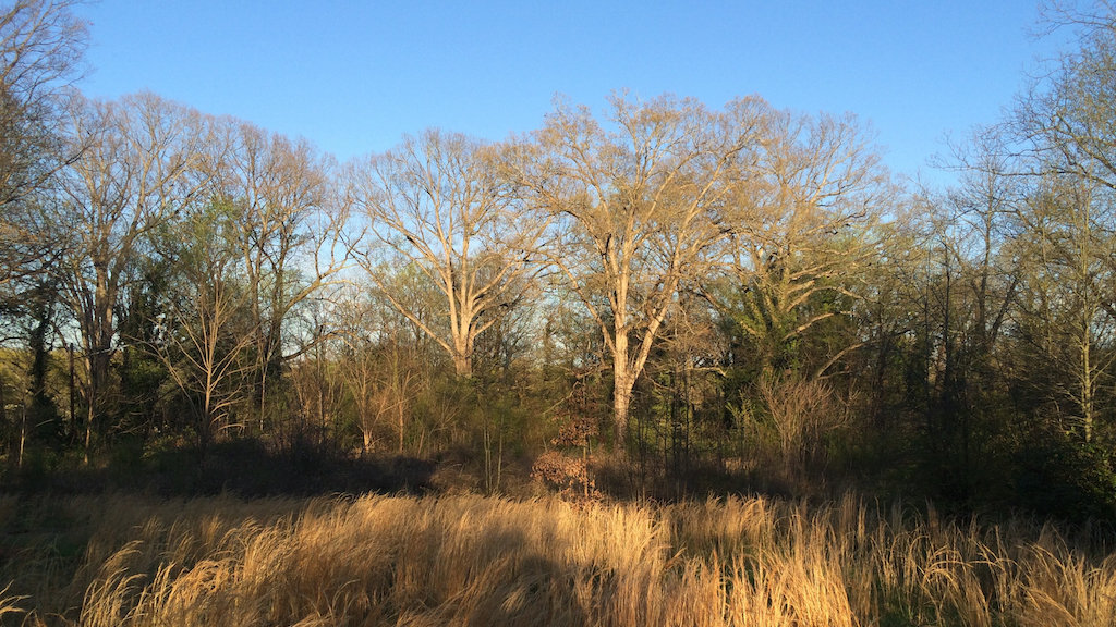 Petition · Uphold the decision of the Atlanta Tree Conservation Commission regarding 145 Norwood