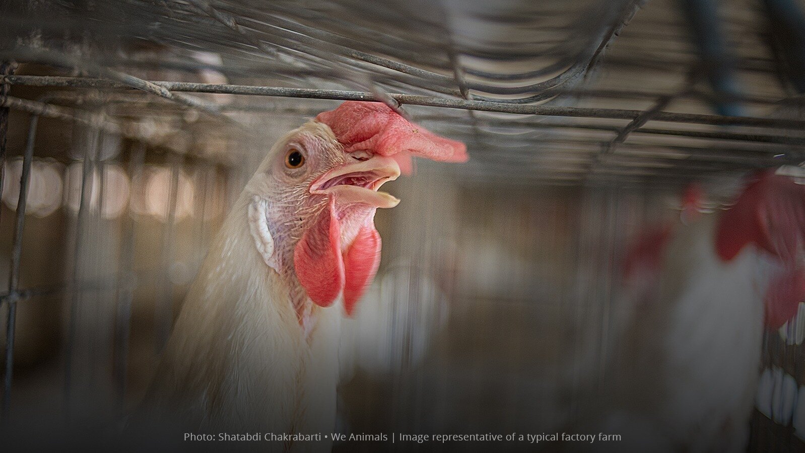 The Giant Company: Stop Supporting Extreme Animal Cruelty!