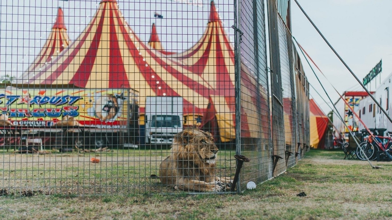 Petition · Petition to ban exotic animals in circuses on the Central