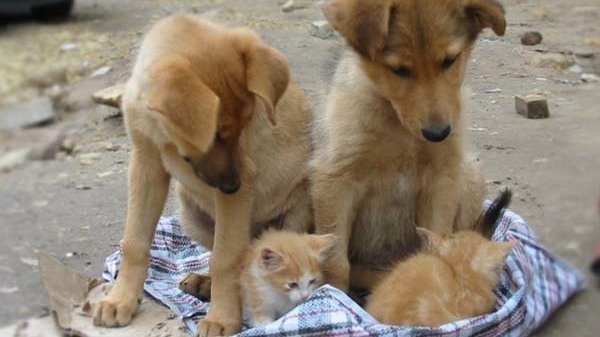 Днем, картинки с надписями с котятами и собаками