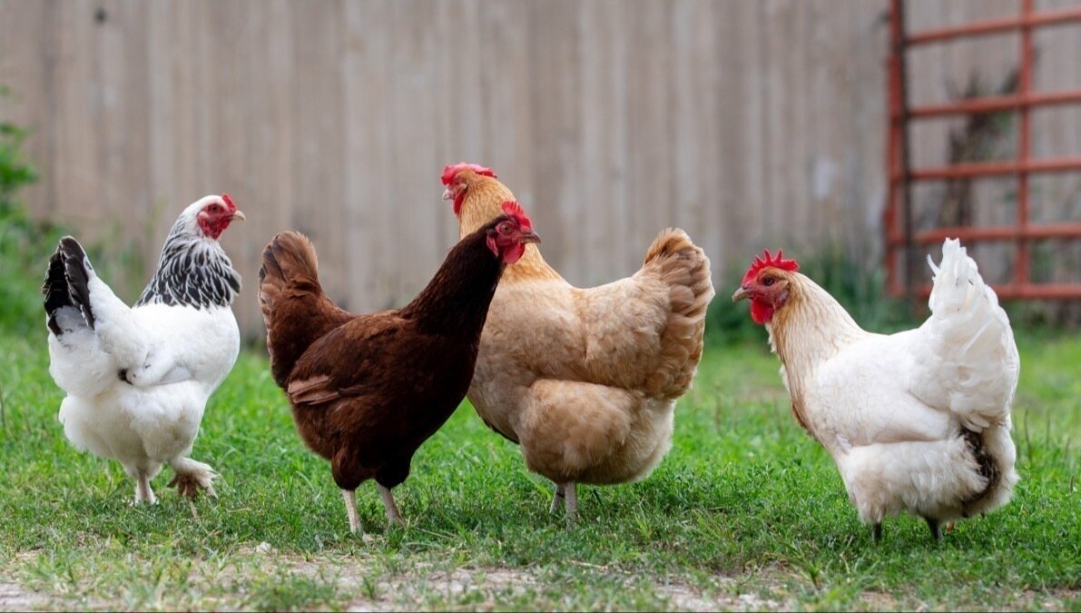 Petition · Allow Backyard Chickens in Winfield Illinois Winfield