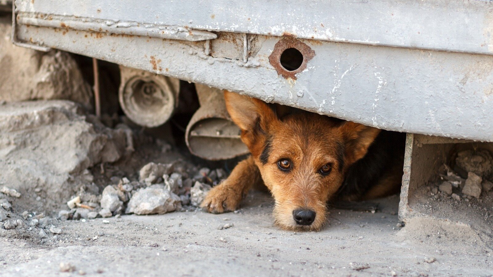 Petition · Establishment of a NoKill Animal Shelter in Banks County