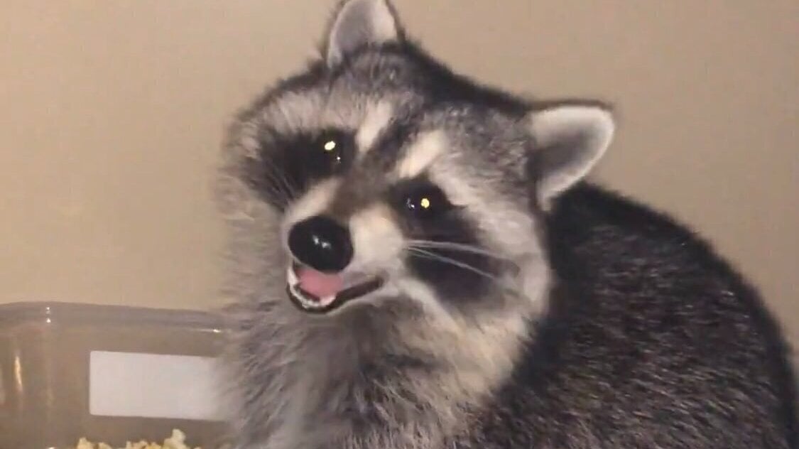 Petition · Legalization of native raccoons, foxes, skunks, and opossums