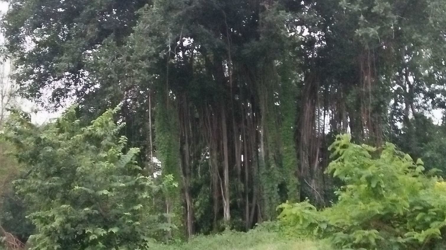 Petition · Save 100 Trees At Maharani Shantadevi Hospital Compound