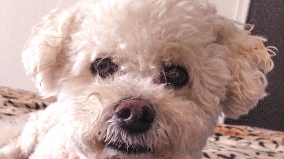 Petition · Implement National Laws Requiring Companies to Offer Pet