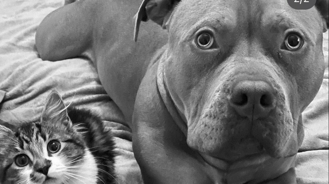 Petition · Free my dawg - United Kingdom · Change.org